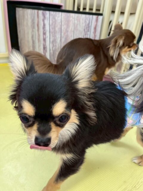 きりまるちゃん＆まろちゃん🐶
本日きりまるちゃんはププちゃんと一緒に普段遊ばない子達や緊張している子達の近くに行って、挨拶をしたり、遊びを誘ったりしてくれていました👍

まろちゃんは、近くに他の子達がいたりしても逃げたりせずに匂いを嗅いだり、挨拶をしたりすることができました👏

🐾🐶愛犬のお悩みご相談ください🐶🐾
@kenkohmura_official
 ↑フォロー待ってます↑

〒955-0091 新潟県三条市上須頃大割４２８−１
☎︎ 0256-35-2571
✉️ info@kenkohmura.jp
HP: https://kenkohmura.jp
LINE: https://lin.ee/7LIz5sb

#犬幸村 #新潟県 #三条市 #上須頃 #新潟県トリミング 三条市トリミング 上須頃トリミング トリミングサロン 犬の幼稚園 ノーリッチテリア いぬすたぐらむ  ホームセンタームサシ 犬バカ部 犬幸村チャンネル  犬好きな人と繋がりたい ストレス発散 プラッキング レーキング 犬のしつけ トレーニング 爪切り  ハミガキ チワワチワワ可愛いチワワ大好きチワワ倶楽部