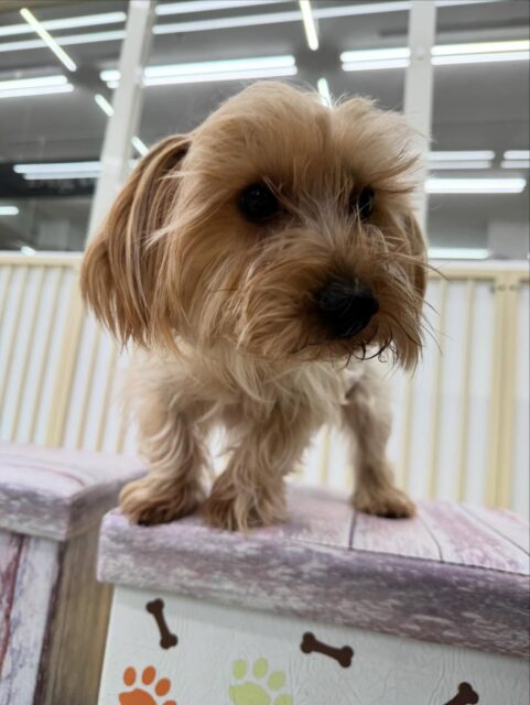 ロンちゃん🐶
本日は、朝一元気がいつもよりなくて少し心配していましたがすぐに元気になっていろんな子達にちょっかいを出したりして走り回ったり、ワンプロをしたりしてとても楽しんでいました🤭
🐾🐶愛犬のお悩みご相談ください🐶🐾
@kenkohmura_official
↑フォロー待ってます↑
〒955-0091 新潟県三条市上須頃大割428−1
☎︎ 0256-35-2571
✉️ info@kenkohmura.jp
HP: https://kenkohmura.jp
LINE: https://lin.ee/7LIz5sb
#犬幸村 #新潟県 #三条市 #上須頃 #新潟県トリミング 三条市トリミング 上須頃トリミング トリミングサロン 犬の幼稚園 ノーリッチテリア いぬすたぐらむ ホームセンタームサシ 犬バカ部 犬幸村チャンネル 犬好きな人と繋がりたい ストレス発散 プラッキング レーキング 犬のしつけ トレーニング 爪切り ハミガキ ヨーキーヨーキー大好きヨーキー倶楽部ヨーキー可愛い