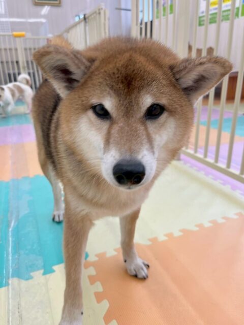 檸檬ちゃん🐶
本日は昨日の夕方から仲良くなったププちゃんやきりまるちゃん達に遊びを誘ったり、匂いを自分から嗅ぎにいったりして楽しんでいました🤭

🐾🐶愛犬のお悩みご相談ください🐶🐾
@kenkohmura_official
 ↑フォロー待ってます↑

〒955-0091 新潟県三条市上須頃大割４２８−１
☎︎ 0256-35-2571
✉️ info@kenkohmura.jp
HP: https://kenkohmura.jp
LINE: https://lin.ee/7LIz5sb

#犬幸村 #新潟県 #三条市 #上須頃 #新潟県トリミング 三条市トリミング 上須頃トリミング トリミングサロン 犬の幼稚園 ノーリッチテリア いぬすたぐらむ  ホームセンタームサシ 犬バカ部 犬幸村チャンネル  犬好きな人と繋がりたい ストレス発散 プラッキング レーキング 犬のしつけ トレーニング 爪切り  ハミガキ 柴犬柴犬可愛い柴犬大好き柴犬倶楽部