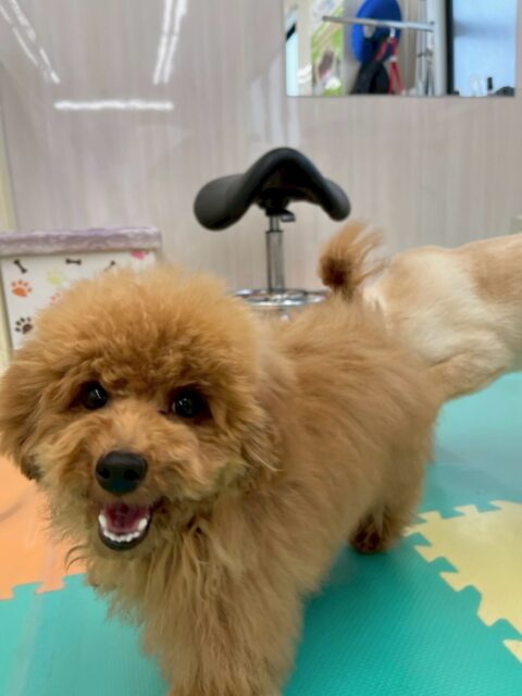 ププちゃん🐶
本日は、きりまるちゃんや、ニコペットのちびっ子軍団とワンプロをしたり、走り回ったりして非常に楽しそうにして過ごしていました🤭
🐾🐶愛犬のお悩みご相談ください🐶🐾
@kenkohmura_official
↑フォロー待ってます↑
〒955-0091 新潟県三条市上須頃大割428−1
☎︎ 0256-35-2571
✉️ info@kenkohmura.jp
HP: https://kenkohmura.jp
LINE: https://lin.ee/7LIz5sb
#犬幸村 #新潟県 #三条市 #上須頃 #新潟県トリミング 三条市トリミング 上須頃トリミング トリミングサロン 犬の幼稚園 ノーリッチテリア いぬすたぐらむ ホームセンタームサシ 犬バカ部 犬幸村チャンネル 犬好きな人と繋がりたい ストレス発散 プラッキング レーキング 犬のしつけ トレーニング 爪切り ハミガキ トイプートイプー可愛いトイプー大好きトイプー倶楽部