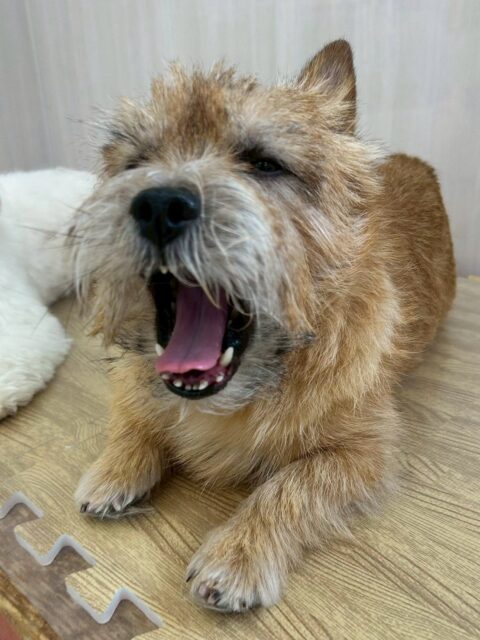 明日は木曜日、休園日です🐶

🐾🐶愛犬のお悩みご相談ください🐶🐾
@kenkohmura_official
 ↑フォロー待ってます↑

〒955-0091 新潟県三条市上須頃大割４２８−１
☎︎ 0256-35-2571
✉️ info@kenkohmura.jp
HP: https://kenkohmura.jp
LINE: https://lin.ee/7LIz5sb

#犬幸村 #新潟県 #三条市 上須頃 新潟県トリミング 三条市トリミング 上須頃トリミング トリミングサロン 犬の幼稚園 ノーリッチテリア いぬすたぐらむ  ホームセンタームサシ 犬バカ部 犬幸村チャンネル  犬好きな人と繋がりたい ストレス発散 プラッキング レーキング 犬のしつけ トレーニング 爪切り  ハミガキ