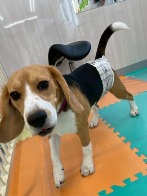 ジョージちゃん🐶
本日は、ニコペットのラブラドールや、ペリーちゃん、のりまきちゃん達と激しくお話をしたり、走り回ったりしたりして楽しんでいました🤭

🐾🐶愛犬のお悩みご相談ください🐶🐾
@kenkohmura_official
 ↑フォロー待ってます↑

〒955-0091 新潟県三条市上須頃大割４２８−１
☎︎ 0256-35-2571
✉️ info@kenkohmura.jp
HP: https://kenkohmura.jp
LINE: https://lin.ee/7LIz5sb

#犬幸村 #新潟県 #三条市 #上須頃 #新潟県トリミング 三条市トリミング 上須頃トリミング トリミングサロン 犬の幼稚園 ノーリッチテリア いぬすたぐらむ  ホームセンタームサシ 犬バカ部 犬幸村チャンネル  犬好きな人と繋がりたい ストレス発散 プラッキング レーキング 犬のしつけ トレーニング 爪切り  ハミガキ ビーグルビーグル可愛いビーグル大好きビーグル倶楽部