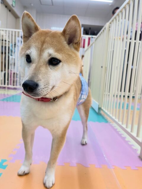 寅丸ちゃん🐶
今日幼稚園に来ていた柴犬ちゃん達と激しくおしゃべりしていた寅丸ちゃん😊
午後は疲れたのかスタッフにあまえていました🙌
🐾🐶愛犬のお悩みご相談ください🐶🐾
@kenkohmura_official
 ↑フォロー待ってます↑

〒955-0091 新潟県三条市上須頃大割４２８−１
☎︎ 0256-35-2571
✉️ info@kenkohmura.jp
HP: https://kenkohmura.jp
LINE: https://lin.ee/7LIz5sb

#犬幸村 #新潟県 #三条市 #上須頃 #新潟県トリミング 三条市トリミング 上須頃トリミング トリミングサロン 犬の幼稚園 ノーリッチテリア いぬすたぐらむ  ホームセンタームサシ 犬バカ部 犬幸村チャンネル  犬好きな人と繋がりたい ストレス発散 プラッキング レーキング 犬のしつけ トレーニング 爪切り  ハミガキ 豆柴 豆柴かわいい 豆柴だいすき