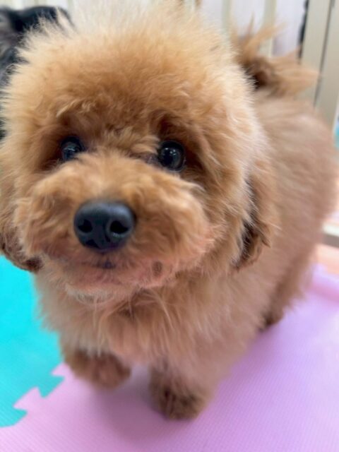 ププちゃん🐶
本日も仲良しのきりまるちゃんやモモちゃん達やニコペットのちびっ子軍団達と楽しそうに遊んだり、ワンプロを楽しんでいました🤭

🐾🐶愛犬のお悩みご相談ください🐶🐾
@kenkohmura_official
 ↑フォロー待ってます↑

〒955-0091 新潟県三条市上須頃大割４２８−１
☎︎ 0256-35-2571
✉️ info@kenkohmura.jp
HP: https://kenkohmura.jp
LINE: https://lin.ee/7LIz5sb

#犬幸村 #新潟県 #三条市 #上須頃 #新潟県トリミング 三条市トリミング 上須頃トリミング トリミングサロン 犬の幼稚園 ノーリッチテリア いぬすたぐらむ  ホームセンタームサシ 犬バカ部 犬幸村チャンネル  犬好きな人と繋がりたい ストレス発散 プラッキング レーキング 犬のしつけ トレーニング 爪切り  ハミガキ トイプートイプー可愛いトイプー大好きトイプー倶楽部