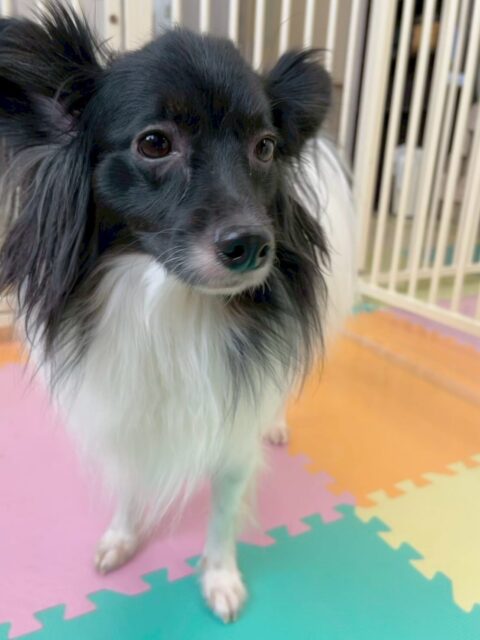 リラちゃん🐶
本日歯磨きトレーニングを開始して11ヶ月が経ちました🦷
もう少しで一年になりますがきちんと歯の状態キープできています‼️このまま継続して行っていきましょう✊

園内ではマロンちゃん愛が止まらないリラちゃん🤭1日中マロンちゃんの隣をあけ渡しませんでした🤣

🐾🐶愛犬のお悩みご相談ください🐶🐾
@kenkohmura_official
 ↑フォロー待ってます↑

〒955-0091 新潟県三条市上須頃大割４２８−１
☎︎ 0256-35-2571
✉️ info@kenkohmura.jp
HP: https://kenkohmura.jp
LINE: https://lin.ee/7LIz5sb

#犬幸村 #新潟県 #三条市 #上須頃 #新潟県トリミング 三条市トリミング 上須頃トリミング トリミングサロン 犬の幼稚園 ノーリッチテリア いぬすたぐらむ  ホームセンタームサシ 犬バカ部 犬幸村チャンネル  犬好きな人と繋がりたい ストレス発散 プラッキング レーキング 犬のしつけ トレーニング 爪切り  ハミガキ　ミックスミックス犬ミックス犬可愛いミックス犬倶楽部ミックス犬大好き