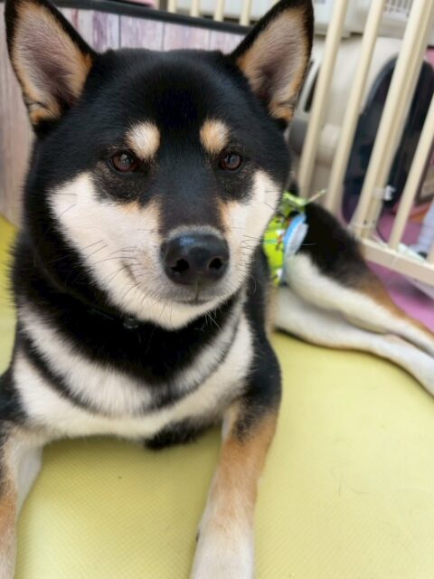 北斗ちゃん🐶
本日は、うみちゃんやポコちゃん、檸檬ちゃん達とお話し合いをしたり、走り回ったりしたりして1日を過ごしていました🤭

服を着る練習は、少しイヤイヤはありますが練習を繰り返していくとだんだん慣れていく様子でした‼️このまま継続してイヤイヤをなくしていきましょう✊

🐾🐶愛犬のお悩みご相談ください🐶🐾
@kenkohmura_official
 ↑フォロー待ってます↑

〒955-0091 新潟県三条市上須頃大割４２８−１
☎︎ 0256-35-2571
✉️ info@kenkohmura.jp
HP: https://kenkohmura.jp
LINE: https://lin.ee/7LIz5sb

#犬幸村 #新潟県 #三条市 #上須頃 #新潟県トリミング 三条市トリミング 上須頃トリミング トリミングサロン 犬の幼稚園 ノーリッチテリア いぬすたぐらむ  ホームセンタームサシ 犬バカ部 犬幸村チャンネル  犬好きな人と繋がりたい ストレス発散 プラッキング レーキング 犬のしつけ トレーニング 爪切り  ハミガキ 柴犬柴犬可愛い柴犬大好き柴犬倶楽部