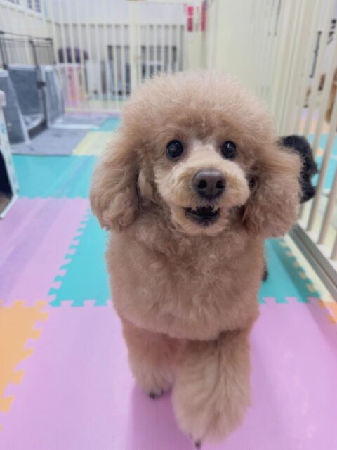 ポコちゃん🐶
本日は、きりまるちゃんやププちゃん、ニコペットのラブラドールやぽん太達と楽しそうに過ごしていました🤭
かなり激しく遊び回っていたのに夕方までずーっと遊びっぱなしでした👍

🐾🐶愛犬のお悩みご相談ください🐶🐾
@kenkohmura_official
 ↑フォロー待ってます↑

〒955-0091 新潟県三条市上須頃大割４２８−１
☎︎ 0256-35-2571
✉️ info@kenkohmura.jp
HP: https://kenkohmura.jp
LINE: https://lin.ee/7LIz5sb

#犬幸村 #新潟県 #三条市 #上須頃 #新潟県トリミング 三条市トリミング 上須頃トリミング トリミングサロン 犬の幼稚園 ノーリッチテリア いぬすたぐらむ  ホームセンタームサシ 犬バカ部 犬幸村チャンネル  犬好きな人と繋がりたい ストレス発散 プラッキング レーキング 犬のしつけ トレーニング 爪切り  ハミガキ トイプートイプー可愛いトイプー大好きトイプー倶楽部