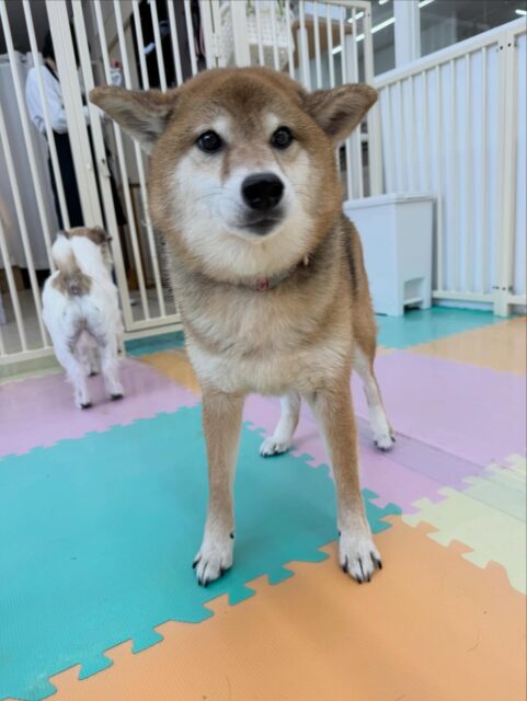 檸檬ちゃん🐶
本日は、まめちゃんや、やん丸、ニコペットのラブラドール達にちょっかいを出されたり、匂いを嗅がれたりしていました🤭しつこすぎたのか、しつこいよ‼️と少し怒っている様子もありました🤣

🐾🐶愛犬のお悩みご相談ください🐶🐾
@kenkohmura_official
 ↑フォロー待ってます↑

〒955-0091 新潟県三条市上須頃大割４２８−１
☎︎ 0256-35-2571
✉️ info@kenkohmura.jp
HP: https://kenkohmura.jp
LINE: https://lin.ee/7LIz5sb

#犬幸村 #新潟県 #三条市 #上須頃 #新潟県トリミング 三条市トリミング 上須頃トリミング トリミングサロン 犬の幼稚園 ノーリッチテリア いぬすたぐらむ  ホームセンタームサシ 犬バカ部 犬幸村チャンネル  犬好きな人と繋がりたい ストレス発散 プラッキング レーキング 犬のしつけ トレーニング 爪切り  ハミガキ 柴犬柴犬可愛い柴犬大好き柴犬倶楽部