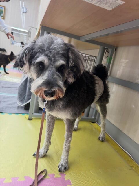 ペリーちゃん🐶
本日歯磨きトレーニングを開始して1年3ヶ月が経ちました
歯の状態も歯磨きも良い感じでキープできています‼️このまま継続を意識していきましょう✊

園内では、ぽん太やジョージちゃん、つくしちゃん達と走り回ったり、ワンプロをしたりして楽しんでいました🤭

🐾🐶愛犬のお悩みご相談ください🐶🐾
@kenkohmura_official
 ↑フォロー待ってます↑

〒955-0091 新潟県三条市上須頃大割４２８−１
☎︎ 0256-35-2571
✉️ info@kenkohmura.jp
HP: https://kenkohmura.jp
LINE: https://lin.ee/7LIz5sb

#犬幸村 #新潟県 #三条市 #上須頃 #新潟県トリミング 三条市トリミング 上須頃トリミング トリミングサロン 犬の幼稚園 ノーリッチテリア いぬすたぐらむ  ホームセンタームサシ 犬バカ部 犬幸村チャンネル  犬好きな人と繋がりたい ストレス発散 プラッキング レーキング 犬のしつけ トレーニング 爪切り  ハミガキ シュナウザーシュナウザー可愛いシュナウザー大好きシュナウザー倶楽部