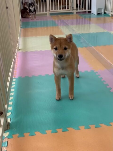 幼稚園体験に来てくれました🐶
最初からかなりフレンドリーにみんなの匂いを嗅いだり、歩き回れていてすごく良かったです👍
園内では新しくお友達がもうできたようで非常に楽しそうに過ごしていました🤭

🐾🐶愛犬のお悩みご相談ください🐶🐾
@kenkohmura_official
 ↑フォロー待ってます↑

〒955-0091 新潟県三条市上須頃大割４２８−１
☎︎ 0256-35-2571
✉️ info@kenkohmura.jp
HP: https://kenkohmura.jp
LINE: https://lin.ee/7LIz5sb

#犬幸村 #新潟県 #三条市 #上須頃 #新潟県トリミング 三条市トリミング 上須頃トリミング トリミングサロン 犬の幼稚園 ノーリッチテリア いぬすたぐらむ  ホームセンタームサシ 犬バカ部 犬幸村チャンネル  犬好きな人と繋がりたい ストレス発散 プラッキング レーキング 犬のしつけ トレーニング 爪切り  ハミガキ 柴犬柴犬可愛い柴犬大好き柴犬倶楽部