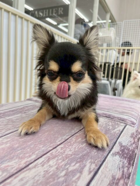 きりまるちゃん＆まろちゃん🐶
本日はきりまるちゃんはププちゃんやニコペットのチワワや幸ちゃん達と走り回ったり激しく遊んだりして過ごしていました🤭

まろちゃんは、園内では初めて他の子を遊びに誘うことができました👏
朝からかなりテンションが高く、他の子達がいても堂々としていてすごく良かったです👍

🐾🐶愛犬のお悩みご相談ください🐶🐾
@kenkohmura_official
 ↑フォロー待ってます↑

〒955-0091 新潟県三条市上須頃大割４２８−１
☎︎ 0256-35-2571
✉️ info@kenkohmura.jp
HP: https://kenkohmura.jp
LINE: https://lin.ee/7LIz5sb

#犬幸村 #新潟県 #三条市 #上須頃 #新潟県トリミング 三条市トリミング 上須頃トリミング トリミングサロン 犬の幼稚園 ノーリッチテリア いぬすたぐらむ  ホームセンタームサシ 犬バカ部 犬幸村チャンネル  犬好きな人と繋がりたい ストレス発散 プラッキング レーキング 犬のしつけ トレーニング 爪切り  ハミガキ チワワチワワ可愛いチワワ大好きチワワ倶楽部