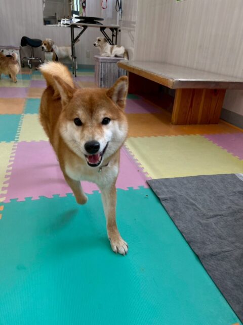 つくしちゃん🐶
本日は、のりまきちゃんや仲良しのペリーちゃん達と一緒にお話し合いをしたり、スタッフの後ろをついて歩いたりして1日を過ごしていました🤭

🐾🐶愛犬のお悩みご相談ください🐶🐾
@kenkohmura_official
 ↑フォロー待ってます↑

〒955-0091 新潟県三条市上須頃大割４２８−１
☎︎ 0256-35-2571
✉️ info@kenkohmura.jp
HP: https://kenkohmura.jp
LINE: https://lin.ee/7LIz5sb

#犬幸村 #新潟県 #三条市 #上須頃 #新潟県トリミング 三条市トリミング 上須頃トリミング トリミングサロン 犬の幼稚園 ノーリッチテリア いぬすたぐらむ  ホームセンタームサシ 犬バカ部 犬幸村チャンネル  犬好きな人と繋がりたい ストレス発散 プラッキング レーキング 犬のしつけ トレーニング 爪切り  ハミガキ 柴犬柴犬可愛い柴犬大好き柴犬倶楽部