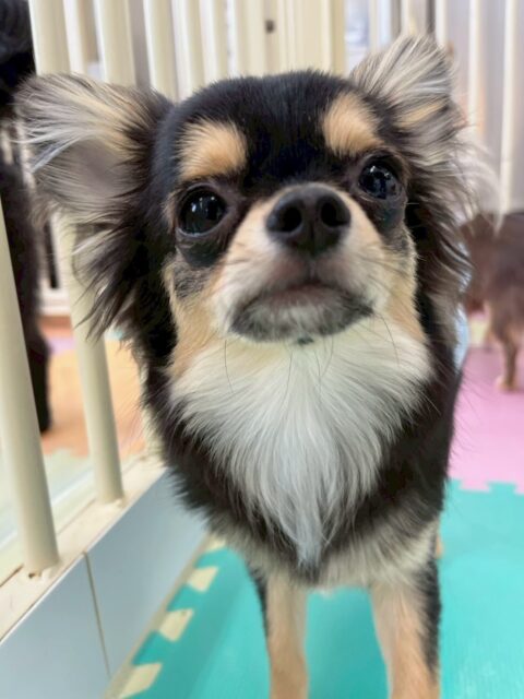 きりまるちゃん＆まろちゃん🐶
本日きりまるちゃんは、ププちゃんや、ニコペットのちびっ子軍団とちょっかいの出し合いをしたり、走り回ったりしてかなり動き回った1日でした‼️

まろちゃんは、ゴロー丸ちゃんやタッチちゃんきりまるちゃん達のチームチワワで一緒にいたり、その中で匂いを嗅ぎ合ったりして挨拶をしたりしていました👍

🐾🐶愛犬のお悩みご相談ください🐶🐾
@kenkohmura_official
 ↑フォロー待ってます↑

〒955-0091 新潟県三条市上須頃大割４２８−１
☎︎ 0256-35-2571
✉️ info@kenkohmura.jp
HP: https://kenkohmura.jp
LINE: https://lin.ee/7LIz5sb

#犬幸村 #新潟県 #三条市 #上須頃 #新潟県トリミング 三条市トリミング 上須頃トリミング トリミングサロン 犬の幼稚園 ノーリッチテリア いぬすたぐらむ  ホームセンタームサシ 犬バカ部 犬幸村チャンネル  犬好きな人と繋がりたい ストレス発散 プラッキング レーキング 犬のしつけ トレーニング 爪切り  ハミガキ チワワチワワ可愛いチワワ大好きチワワ倶楽部