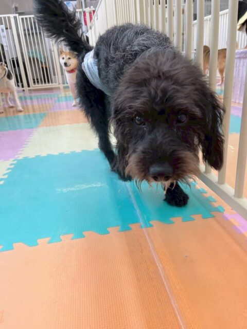 ニッカちゃん🐶
本日は、ヤンチャ組にいる子達に混ざって楽しそうに走り回ったり、ワンプロをしたりして過ごしていました🤭

しつこい子達もたくさんいましたが負けじとはしゃぎ回ってしつこい子に勝るくらいちょっかいを出していました🤣

🐾🐶愛犬のお悩みご相談ください🐶🐾
@kenkohmura_official
 ↑フォロー待ってます↑

〒955-0091 新潟県三条市上須頃大割４２８−１
☎︎ 0256-35-2571
✉️ info@kenkohmura.jp
HP: https://kenkohmura.jp
LINE: https://lin.ee/7LIz5sb

#犬幸村 #新潟県 #三条市 #上須頃 #新潟県トリミング 三条市トリミング 上須頃トリミング トリミングサロン 犬の幼稚園 ノーリッチテリア いぬすたぐらむ  ホームセンタームサシ 犬バカ部 犬幸村チャンネル  犬好きな人と繋がりたい ストレス発散 プラッキング レーキング 犬のしつけ トレーニング 爪切り  ハミガキ ミックスミックス犬ミックス犬可愛いミックス犬大好きミックス犬倶楽部