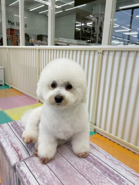 よもぎちゃん🐶
オーナーに朝の挨拶したり、やん丸やベンと挨拶していました☺️
お散歩トレーニングでは上手に歩いていたり、お客さんに可愛いと言われていました🙌
🐾🐶愛犬のお悩みご相談ください🐶🐾
@kenkohmura_official
↑フォロー待ってます↑
〒955-0091 新潟県三条市上須頃大割428−1
☎︎ 0256-35-2571
✉️ info@kenkohmura.jp
HP: https://kenkohmura.jp
LINE: https://lin.ee/7LIz5sb
#犬幸村 #新潟県 #三条市 #上須頃 #新潟県トリミング 三条市トリミング 上須頃トリミング トリミングサロン 犬の幼稚園 ノーリッチテリア いぬすたぐらむ ホームセンタームサシ 犬バカ部 犬幸村チャンネル 犬好きな人と繋がりたい ストレス発散 プラッキング レーキング 犬のしつけ トレーニング 爪切り ハミガキ ミックス犬 ミックス犬かわいい ミックス犬だいすき