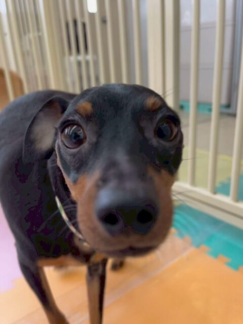 ちょこたんちゃん🐶
本日歯磨きトレーニングを開始して10ヶ月が経ちました🦷
歯の状態かなり綺麗です‼️このまま継続して歯の状態をキープして行きましょう✊

園内では、ププちゃんや、モカちゃん、神威ちゃん、ぽん太達と走り回ったり、ちょっかいを出し合ったりして楽しんでいました🤭

🐾🐶愛犬のお悩みご相談ください🐶🐾
@kenkohmura_official
 ↑フォロー待ってます↑

〒955-0091 新潟県三条市上須頃大割４２８−１
☎︎ 0256-35-2571
✉️ info@kenkohmura.jp
HP: https://kenkohmura.jp
LINE: https://lin.ee/7LIz5sb

#犬幸村 #新潟県 #三条市 #上須頃 #新潟県トリミング 三条市トリミング 上須頃トリミング トリミングサロン 犬の幼稚園 ノーリッチテリア いぬすたぐらむ  ホームセンタームサシ 犬バカ部 犬幸村チャンネル  犬好きな人と繋がりたい ストレス発散 プラッキング レーキング 犬のしつけ トレーニング 爪切り  ハミガキ ミニピンミニピン可愛いミニピン大好きミニピン倶楽部