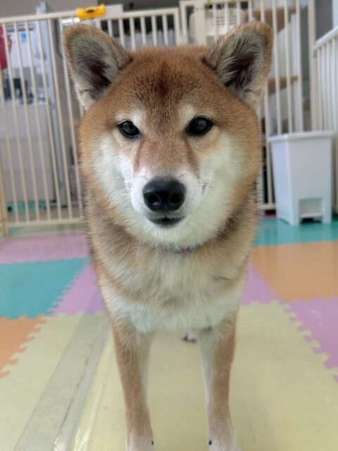 檸檬ちゃん🐶
最近テンションが高い檸檬ちゃん、本日もハピちゃんや、モモちゃんププちゃん達にちょっかいを出されていましたが嬉しそうに乗っかって遊んでいました🤭

🐾🐶愛犬のお悩みご相談ください🐶🐾
@kenkohmura_official
 ↑フォロー待ってます↑

〒955-0091 新潟県三条市上須頃大割４２８−１
☎︎ 0256-35-2571
✉️ info@kenkohmura.jp
HP: https://kenkohmura.jp
LINE: https://lin.ee/7LIz5sb

#犬幸村 #新潟県 #三条市 #上須頃 #新潟県トリミング 三条市トリミング 上須頃トリミング トリミングサロン 犬の幼稚園 ノーリッチテリア いぬすたぐらむ  ホームセンタームサシ 犬バカ部 犬幸村チャンネル  犬好きな人と繋がりたい ストレス発散 プラッキング レーキング 犬のしつけ トレーニング 爪切り  ハミガキ 柴犬柴犬可愛い柴犬大好き柴犬倶楽部