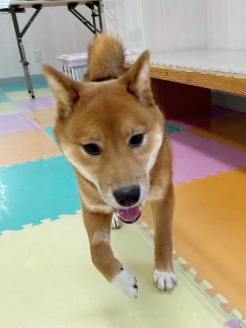 ケン太ちゃん🐶
今日はお店のラブラドールちゃんと楽しそうにプロレスごっこをしたり、追いかけっこをしていました😊
お手入れでは以前より落ち着いて出来るようになってきました👏
おやつを使って台の上に乗る練習や抱っこの練習もしました✨
少しずつ落ち着いて出来ることが増えてきているのでこの調子で頑張っていきましょう☺️

🐾🐶愛犬のお悩みご相談ください🐶🐾
@kenkohmura_official
 ↑フォロー待ってます↑

〒955-0091 新潟県三条市上須頃大割４２８−１
☎︎ 0256-35-2571
✉️ info@kenkohmura.jp
HP: https://kenkohmura.jp
LINE: https://lin.ee/7LIz5sb

#犬幸村 #新潟県 #三条市 上須頃 新潟県トリミング 三条市トリミング 上須頃トリミング トリミングサロン 犬の幼稚園 ノーリッチテリア いぬすたぐらむ  ホームセンタームサシ 犬バカ部 犬幸村チャンネル  犬好きな人と繋がりたい ストレス発散 プラッキング レーキング 犬のしつけ トレーニング 爪切り  ハミガキ 　柴犬　柴　しば
