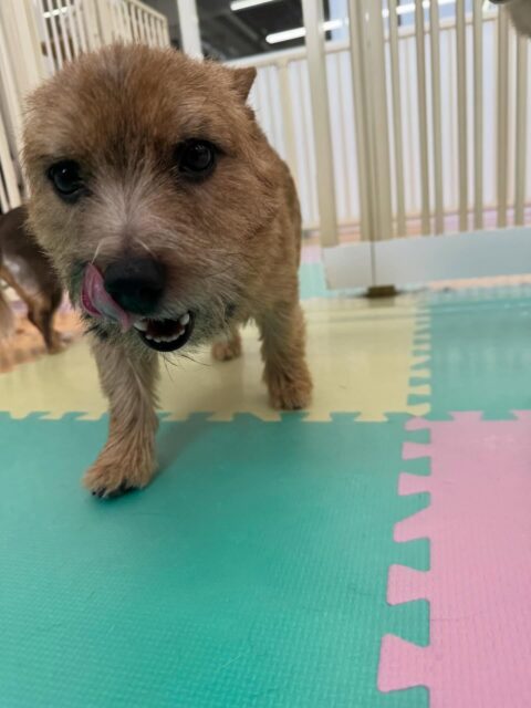 本日の鶴丸🐶
本日はニコペットのちびっ子軍団や、幸ちゃん、ププちゃん達にちょっかいを出したりしてみんなで走り回ったりして1日を過ごしていました🤭

🐾🐶愛犬のお悩みご相談ください🐶🐾
@kenkohmura_official
 ↑フォロー待ってます↑

〒955-0091 新潟県三条市上須頃大割４２８−１
☎︎ 0256-35-2571
✉️ info@kenkohmura.jp
HP: https://kenkohmura.jp
LINE: https://lin.ee/7LIz5sb

#犬幸村 #新潟県 #三条市 #上須頃 #新潟県トリミング 三条市トリミング 上須頃トリミング トリミングサロン 犬の幼稚園 ノーリッチテリア いぬすたぐらむ  ホームセンタームサシ 犬バカ部 犬幸村チャンネル  犬好きな人と繋がりたい ストレス発散 プラッキング レーキング 犬のしつけ トレーニング 爪切り  ハミガキ ノーリッチテリアノーリッチテリア可愛いノーリッチテリア倶楽部ノーリッチテリア大好き