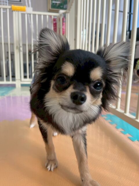 きりまるちゃん🐶
本日は、モモちゃんやププちゃん達と楽しそうに激しめのワンプロをしたり、走り回ったりしてハイテンションで楽しんでいました🤭

🐾🐶愛犬のお悩みご相談ください🐶🐾
@kenkohmura_official
 ↑フォロー待ってます↑

〒955-0091 新潟県三条市上須頃大割４２８−１
☎︎ 0256-35-2571
✉️ info@kenkohmura.jp
HP: https://kenkohmura.jp
LINE: https://lin.ee/7LIz5sb

#犬幸村 #新潟県 #三条市 #上須頃 #新潟県トリミング 三条市トリミング 上須頃トリミング トリミングサロン 犬の幼稚園 ノーリッチテリア いぬすたぐらむ  ホームセンタームサシ 犬バカ部 犬幸村チャンネル  犬好きな人と繋がりたい ストレス発散 プラッキング レーキング 犬のしつけ トレーニング 爪切り  ハミガキ チワワチワワ可愛いチワワ大好きチワワ倶楽部