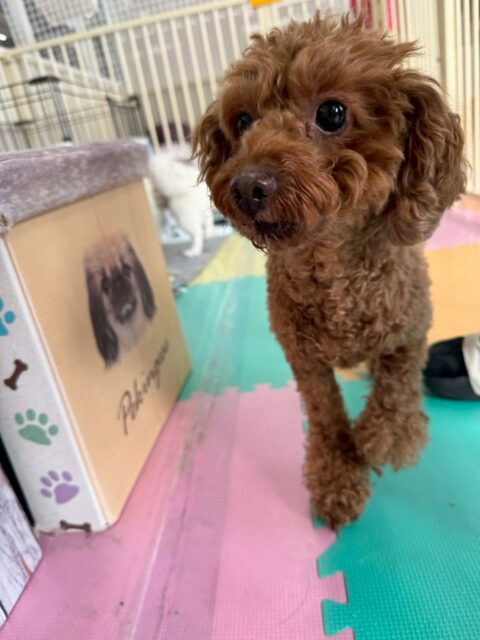 もこちゃん🐶
今日は、自分から他の子の匂いを鍵に行ったりこむぎちゃんと一緒に園内の様子を見守っていました!😁
また、可愛い写真を撮らせてくれたり柵の近くでのんびり過ごしていました!😄
🐾🐶愛犬のお悩みご相談ください🐶🐾
@kenkohmura_official
↑フォロー待ってます↑
☎︎ 0〒955-0091 新潟県三条市上須頃大割428−1256-35-2571
✉️ info@kenkohmura.jp
HP: https://kenkohmura.jp
LINE: https://lin.ee/7LIz5sb
#犬幸村#犬の幼稚園 #吠える、噛む #犬のしつけ #トイレ トイプードル トイプードル可愛い トイプードル大好き