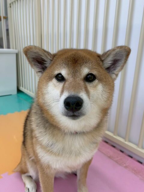 檸檬ちゃん🐶
本日はぽん太にちょっかいを出されたり、ニコペットのちびっ子軍団にちょっかいを出されたりして忙しそうにしていました🤭
🐾🐶愛犬のお悩みご相談ください🐶🐾
@kenkohmura_official
↑フォロー待ってます↑
〒955-0091 新潟県三条市上須頃大割428−1
☎︎ 0256-35-2571
✉️ info@kenkohmura.jp
HP: https://kenkohmura.jp
LINE: https://lin.ee/7LIz5sb
#犬幸村 #新潟県 #三条市 #上須頃 #新潟県トリミング 三条市トリミング 上須頃トリミング トリミングサロン 犬の幼稚園 ノーリッチテリア いぬすたぐらむ ホームセンタームサシ 犬バカ部 犬幸村チャンネル 犬好きな人と繋がりたい ストレス発散 プラッキング レーキング 犬のしつけ トレーニング 爪切り ハミガキ 柴犬柴犬可愛い柴犬大好き柴犬倶楽部