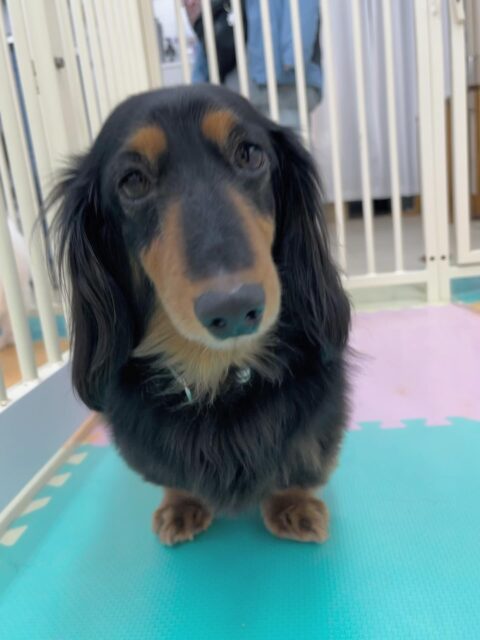 クッキーちゃん🐶
スタッフに撫でられるとお腹出したり、まったり過ごしていました😊
🐾🐶愛犬のお悩みご相談ください🐶🐾
@kenkohmura_official
 ↑フォロー待ってます↑

〒955-0091 新潟県三条市上須頃大割４２８−１
☎︎ 0256-35-2571
✉️ info@kenkohmura.jp
HP: https://kenkohmura.jp
LINE: https://lin.ee/7LIz5sb

#犬幸村 #新潟県 #三条市 #上須頃 #新潟県トリミング 三条市トリミング 上須頃トリミング トリミングサロン 犬の幼稚園 ノーリッチテリア いぬすたぐらむ  ホームセンタームサシ 犬バカ部 犬幸村チャンネル  犬好きな人と繋がりたい ストレス発散 プラッキング レーキング 犬のしつけ トレーニング 爪切り  ハミガキ ミニチュアダックスフンド ミニチュアダックスフンドかわいい ミニチュアダックスフンド大好き