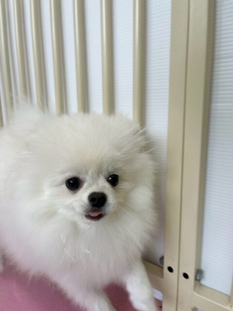 ぽぽちゃん🐶
本日もスタッフ大好き‼️人間大好き‼️なのかなと思っていましたがいろんな子達の匂いを嗅いだり、他の子達が遊んでいる場所に入ったりもできていてすごくよかったです👏

🐾🐶愛犬のお悩みご相談ください🐶🐾
@kenkohmura_official
 ↑フォロー待ってます↑

〒955-0091 新潟県三条市上須頃大割４２８−１
☎︎ 0256-35-2571
✉️ info@kenkohmura.jp
HP: https://kenkohmura.jp
LINE: https://lin.ee/7LIz5sb

#犬幸村 #新潟県 #三条市 #上須頃 #新潟県トリミング 三条市トリミング 上須頃トリミング トリミングサロン 犬の幼稚園 ノーリッチテリア いぬすたぐらむ  ホームセンタームサシ 犬バカ部 犬幸村チャンネル  犬好きな人と繋がりたい ストレス発散 プラッキング レーキング 犬のしつけ トレーニング 爪切り  ハミガキ ポメラニアンポメラニアン可愛いポメラニアン大好きポメラニアン倶楽部