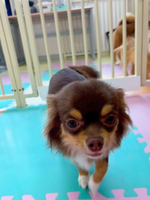 まろちゃん&きりまるちゃん🐶
今日はまろちゃんは檸檬ちゃんなどおっとりした子の匂いを嗅いだりしていました☺️
きりまるちゃんはお店の小さい子達やケン太ちゃんなど色んな子達に挨拶したり、時には「しつこいよー！」と伝えたりしていました😆

🐾🐶愛犬のお悩みご相談ください🐶🐾
@kenkohmura_official
 ↑フォロー待ってます↑

〒955-0091 新潟県三条市上須頃大割４２８−１
☎︎ 0256-35-2571
✉️ info@kenkohmura.jp
HP: https://kenkohmura.jp
LINE: https://lin.ee/7LIz5sb

#犬幸村 #新潟県 #三条市 上須頃 新潟県トリミング 三条市トリミング 上須頃トリミング トリミングサロン 犬の幼稚園 ノーリッチテリア いぬすたぐらむ  ホームセンタームサシ 犬バカ部 犬幸村チャンネル  犬好きな人と繋がりたい ストレス発散 プラッキング レーキング 犬のしつけ トレーニング 爪切り  ハミガキ チワワ　ちわわ　チワワだいすき