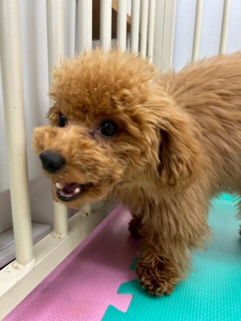 ププちゃん🐶
本日もみんなから大人気のププちゃんでした👏
1日中楽しそうに遊んでいました✨
🐾🐶愛犬のお悩みご相談ください🐶🐾
@kenkohmura_official
 ↑フォロー待ってます↑

〒955-0091 新潟県三条市上須頃大割４２８−１
☎︎ 0256-35-2571
✉️ info@kenkohmura.jp
HP: https://kenkohmura.jp
LINE: https://lin.ee/7LIz5sb

#犬幸村 #新潟県 #三条市 #上須頃 #新潟県トリミング 三条市トリミング 上須頃トリミング トリミングサロン 犬の幼稚園 ノーリッチテリア いぬすたぐらむ  ホームセンタームサシ 犬バカ部 犬幸村チャンネル  犬好きな人と繋がりたい ストレス発散 プラッキング レーキング 犬のしつけ トレーニング 爪切り  ハミガキ トイプードル トイプードルだいすき トイプードルかわいい