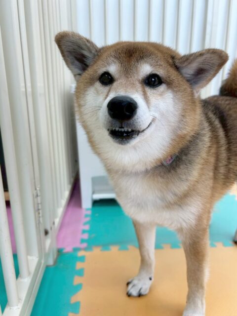 檸檬ちゃん🐶
今日は園内をゆっくりパトロールしながらお店の小さい子達が遊んでいるのを眺めていました😆
名前を呼ばれると尻尾をふりふりしてくれる姿が可愛かったです🥰
お散歩では足取り軽やかに歩いていました✨

🐾🐶愛犬のお悩みご相談ください🐶🐾
@kenkohmura_official
 ↑フォロー待ってます↑

〒955-0091 新潟県三条市上須頃大割４２８−１
☎︎ 0256-35-2571
✉️ info@kenkohmura.jp
HP: https://kenkohmura.jp
LINE: https://lin.ee/7LIz5sb

#犬幸村 #新潟県 #三条市 上須頃 新潟県トリミング 三条市トリミング 上須頃トリミング トリミングサロン 犬の幼稚園 ノーリッチテリア いぬすたぐらむ  ホームセンタームサシ 犬バカ部 犬幸村チャンネル  犬好きな人と繋がりたい ストレス発散 プラッキング レーキング 犬のしつけ トレーニング 爪切り  ハミガキ 柴犬　柴　しば