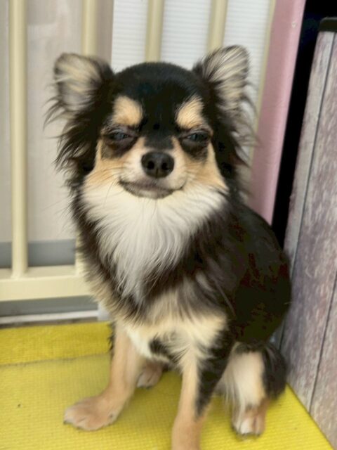 きりまるちゃん🐶
本日は、モカちゃんやププちゃん達と一緒に走り回ったり、園内で大ワンプロ大会をしたりして一生懸命楽しみつくしていました👍
🐾🐶愛犬のお悩みご相談ください🐶🐾
@kenkohmura_official
↑フォロー待ってます↑
〒955-0091 新潟県三条市上須頃大割428−1
☎︎ 0256-35-2571
✉️ info@kenkohmura.jp
HP: https://kenkohmura.jp
LINE: https://lin.ee/7LIz5sb
#犬幸村#犬の幼稚園 #吠える、噛む #犬のしつけ #トイレ
チワワチワワ可愛いチワワ大好きチワワ倶楽部