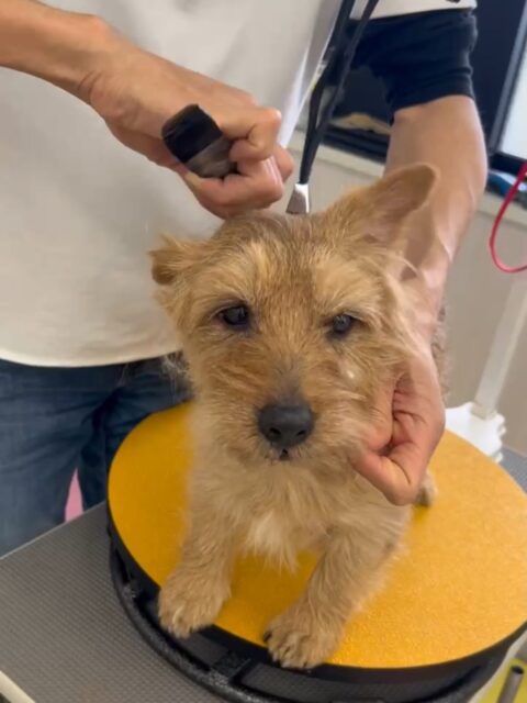 ゴローちゃん🐶
本日はニコペットのちびっ子軍団やププちゃんやぽん太の匂いを尻尾を振りながら楽しそうに嗅いだりしてコミュニケーションをとっていました👍

🐾🐶愛犬のお悩みご相談ください🐶🐾
@kenkohmura_official
 ↑フォロー待ってます↑

〒955-0091 新潟県三条市上須頃大割４２８−１
☎︎ 0256-35-2571
✉️ info@kenkohmura.jp
HP: https://kenkohmura.jp
LINE: https://lin.ee/7LIz5sb

#犬幸村 #新潟県 #三条市 #上須頃 #新潟県トリミング 三条市トリミング 上須頃トリミング トリミングサロン 犬の幼稚園 ノーリッチテリア いぬすたぐらむ  ホームセンタームサシ 犬バカ部 犬幸村チャンネル  犬好きな人と繋がりたい ストレス発散 プラッキング レーキング 犬のしつけ トレーニング 爪切り  ハミガキ ノーフォークテリアノーフォークテリア大好きノーフォークテリア倶楽部ノーフォークテリア可愛い