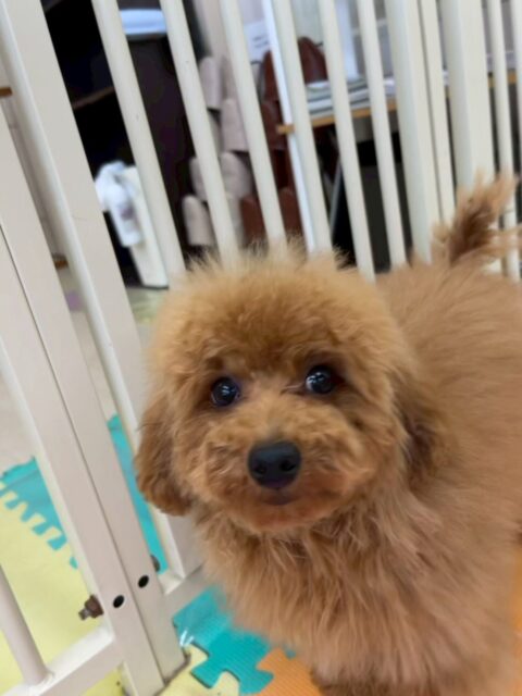 ププちゃん🐶
本日も園内のムードメーカーを全うしてくれていました👍
普段遊ばない子達や緊張している子達のところにきりまるちゃんと一緒に行って遊びを誘ったり、挨拶をしてくれたりしていました👏

🐾🐶愛犬のお悩みご相談ください🐶🐾
@kenkohmura_official
 ↑フォロー待ってます↑

〒955-0091 新潟県三条市上須頃大割４２８−１
☎︎ 0256-35-2571
✉️ info@kenkohmura.jp
HP: https://kenkohmura.jp
LINE: https://lin.ee/7LIz5sb

#犬幸村 #新潟県 #三条市 #上須頃 #新潟県トリミング 三条市トリミング 上須頃トリミング トリミングサロン 犬の幼稚園 ノーリッチテリア いぬすたぐらむ  ホームセンタームサシ 犬バカ部 犬幸村チャンネル  犬好きな人と繋がりたい ストレス発散 プラッキング レーキング 犬のしつけ トレーニング 爪切り  ハミガキ トイプートイプー可愛いトイプー倶楽部トイプー大好き