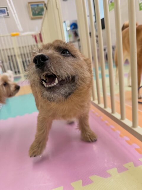 本日の鶴丸🐶
本日はうめちゃんやハピちゃん、ぽん太達と楽しそうに遊んでもらって上機嫌な鶴丸でした🤭
🐾🐶愛犬のお悩みご相談ください🐶🐾
@kenkohmura_official
↑フォロー待ってます↑
〒955-0091 新潟県三条市上須頃大割428−1
☎︎ 0256-35-2571
✉️ info@kenkohmura.jp
HP: https://kenkohmura.jp
LINE: https://lin.ee/7LIz5sb
#犬幸村 #新潟県 #三条市 #上須頃 #新潟県トリミング 三条市トリミング 上須頃トリミング トリミングサロン 犬の幼稚園 ノーリッチテリア いぬすたぐらむ ホームセンタームサシ 犬バカ部 犬幸村チャンネル 犬好きな人と繋がりたい ストレス発散 プラッキング レーキング 犬のしつけ トレーニング 爪切り ハミガキ ノーリッチテリアノーリッチテリア可愛いノーリッチテリア大好きノーリッチテリア倶楽部