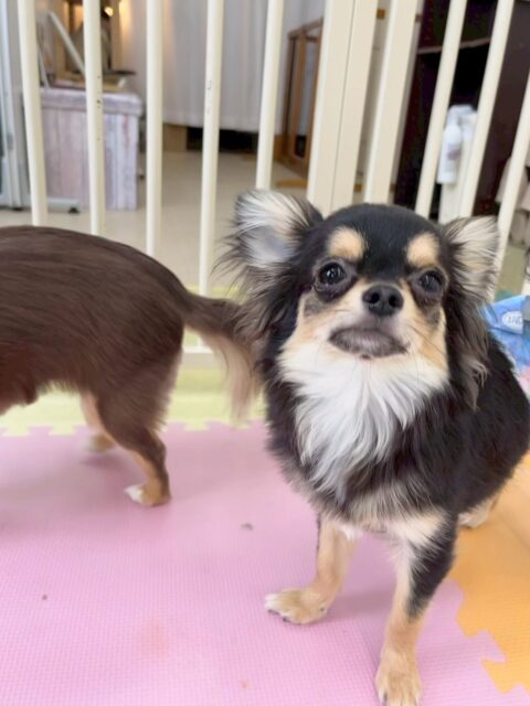 きりまるちゃん＆まろちゃん🐶
きりまるちゃんは、本日もププちゃんやモカちゃん、神威ちゃん達と激しくワンプロをしたり、走り回ったりして遊び回っていました🤭

まろちゃんは、だんだん他の子達が遊んでる場所にも入れるようになって来て、園内にも慣れて来たようです‼️匂いを嗅いだりもできていたのでよかったです👍

🐾🐶愛犬のお悩みご相談ください🐶🐾
@kenkohmura_official
 ↑フォロー待ってます↑

〒955-0091 新潟県三条市上須頃大割４２８−１
☎︎ 0256-35-2571
✉️ info@kenkohmura.jp
HP: https://kenkohmura.jp
LINE: https://lin.ee/7LIz5sb

#犬幸村 #新潟県 #三条市 #上須頃 #新潟県トリミング 三条市トリミング 上須頃トリミング トリミングサロン 犬の幼稚園 ノーリッチテリア いぬすたぐらむ  ホームセンタームサシ 犬バカ部 犬幸村チャンネル  犬好きな人と繋がりたい ストレス発散 プラッキング レーキング 犬のしつけ トレーニング 爪切り  ハミガキ チワワチワワ可愛いチワワ大好きチワワ倶楽部