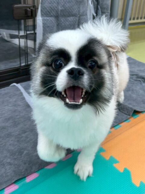 ハピちゃん🐶
ふうちゃんやププちゃんと遊んだり、やん丸にお腹出していました😆
🐾🐶愛犬のお悩みご相談ください🐶🐾
@kenkohmura_official
 ↑フォロー待ってます↑

〒955-0091 新潟県三条市上須頃大割４２８−１
☎︎ 0256-35-2571
✉️ info@kenkohmura.jp
HP: https://kenkohmura.jp
LINE: https://lin.ee/7LIz5sb

#犬幸村 #新潟県 #三条市 #上須頃 #新潟県トリミング 三条市トリミング 上須頃トリミング トリミングサロン 犬の幼稚園 ノーリッチテリア いぬすたぐらむ  ホームセンタームサシ 犬バカ部 犬幸村チャンネル  犬好きな人と繋がりたい ストレス発散 プラッキング レーキング 犬のしつけ トレーニング 爪切り  ハミガキ ミックス犬 ミックス犬かわいい ミックス犬だいすき