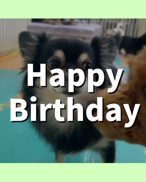 タッチちゃん🐶
お誕生日おめでとうございます🎂👏🏻
ゴロー丸ちゃんに臭い嗅がれていたりしていました😄
お散歩トレーニングや歯磨き頑張っていました！！
🐾🐶愛犬のお悩みご相談ください🐶🐾
@kenkohmura_official
 ↑フォロー待ってます↑

〒955-0091 新潟県三条市上須頃大割４２８−１
☎︎ 0256-35-2571
✉️ info@kenkohmura.jp
HP: https://kenkohmura.jp
LINE: https://lin.ee/7LIz5sb

#犬幸村 #新潟県 #三条市 #上須頃 #新潟県トリミング 三条市トリミング 上須頃トリミング トリミングサロン 犬の幼稚園 ノーリッチテリア いぬすたぐらむ  ホームセンタームサシ 犬バカ部 犬幸村チャンネル  犬好きな人と繋がりたい ストレス発散 プラッキング レーキング 犬のしつけ トレーニング 爪切り  ハミガキ チワワ チワワだいすき チワワかわいい