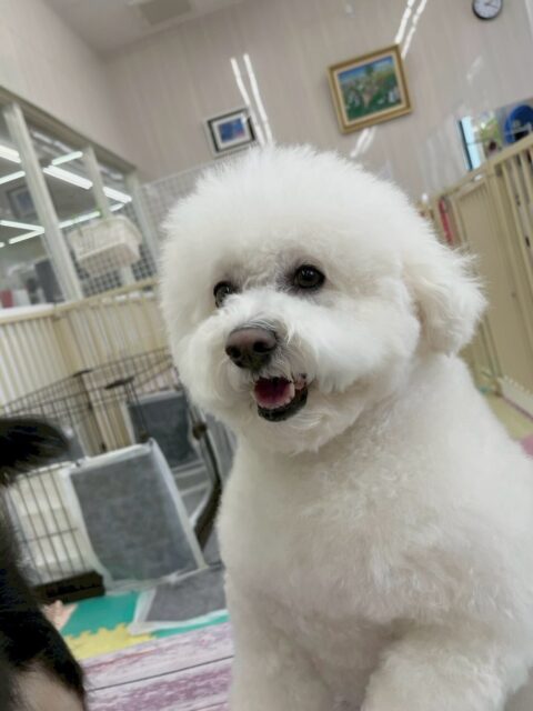 ピピちゃん🐶
本日は、ゴロー丸ちゃんが気になるのか匂いを嗅いだり、遊びを誘ったりしてちょっかいを出していました🤭
スタッフにも構って攻撃をたくさんしてくれて可愛すぎました😍

🐾🐶愛犬のお悩みご相談ください🐶🐾
@kenkohmura_official
 ↑フォロー待ってます↑

〒955-0091 新潟県三条市上須頃大割４２８−１
☎︎ 0256-35-2571
✉️ info@kenkohmura.jp
HP: https://kenkohmura.jp
LINE: https://lin.ee/7LIz5sb

#犬幸村 #新潟県 #三条市 #上須頃 #新潟県トリミング 三条市トリミング 上須頃トリミング トリミングサロン 犬の幼稚園 ノーリッチテリア いぬすたぐらむ  ホームセンタームサシ 犬バカ部 犬幸村チャンネル  犬好きな人と繋がりたい ストレス発散 プラッキング レーキング 犬のしつけ トレーニング 爪切り  ハミガキ ビジョンフリーゼビションビション可愛いビション大好きビション倶楽部