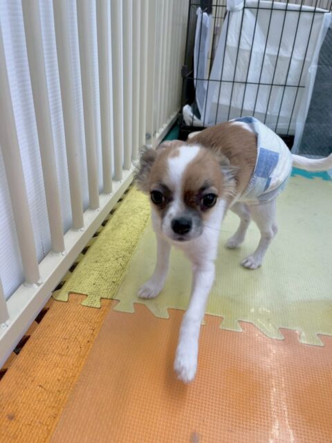 ちょこちゃん🐶
本日は、やん丸や、ニコペットのラブラドール達に匂いを嗅がれたり、挨拶をされたりしていました🤭
頑張ってくれていてみんなとの距離がだんだん近くなっていってる気がします‼️
🐾🐶愛犬のお悩みご相談ください🐶🐾
@kenkohmura_official
↑フォロー待ってます↑
〒955-0091 新潟県三条市上須頃大割428−1
☎︎ 0256-35-2571
✉️ info@kenkohmura.jp
HP: https://kenkohmura.jp
LINE: https://lin.ee/7LIz5sb
#犬幸村#犬の幼稚園 #吠える、噛む #犬のしつけ #トイレ
チワワチワワ可愛いチワワ大好きチワワ倶楽部