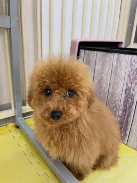 ププちゃん🐶
檸檬ちゃんと挨拶したり、きりまるちゃんやゆずちゃんと楽しそうに遊んでいました🎶
お散歩トレーニングではルンルンで楽しそうに歩いていました👏
🐾🐶愛犬のお悩みご相談ください🐶🐾
@kenkohmura_official
↑フォロー待ってます↑
〒955-0091 新潟県三条市上須頃大割428−1
☎︎ 0256-35-2571
✉️ info@kenkohmura.jp
HP: https://kenkohmura.jp
LINE: https://lin.ee/7LIz5sb
#犬幸村 #新潟県 #三条市 #上須頃 #新潟県トリミング 三条市トリミング 上須頃トリミング トリミングサロン 犬の幼稚園 ノーリッチテリア いぬすたぐらむ ホームセンタームサシ 犬バカ部 犬幸村チャンネル 犬好きな人と繋がりたい ストレス発散 プラッキング レーキング 犬のしつけ トレーニング 爪切り ハミガキ トイプードル トイプードルかわいい トイプードルだいすき