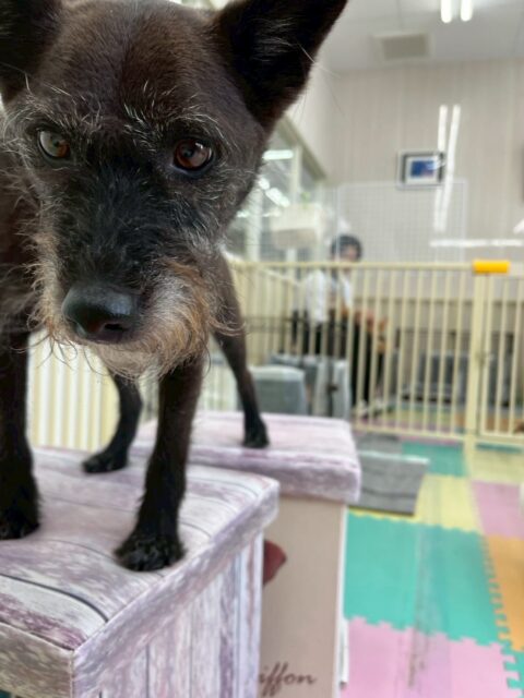 小乃輔ちゃん🐶
本日は、こまちゃんやつくしちゃん、のりまきちゃん、ジョージちゃん達と一緒に大討論会をしたり、みんなで園内を走り回ったりして過ごしていました🤭

🐾🐶愛犬のお悩みご相談ください🐶🐾
@kenkohmura_official
 ↑フォロー待ってます↑

〒955-0091 新潟県三条市上須頃大割４２８−１
☎︎ 0256-35-2571
✉️ info@kenkohmura.jp
HP: https://kenkohmura.jp
LINE: https://lin.ee/7LIz5sb

#犬幸村 #新潟県 #三条市 #上須頃 #新潟県トリミング 三条市トリミング 上須頃トリミング トリミングサロン 犬の幼稚園 ノーリッチテリア いぬすたぐらむ  ホームセンタームサシ 犬バカ部 犬幸村チャンネル  犬好きな人と繋がりたい ストレス発散 プラッキング レーキング 犬のしつけ トレーニング 爪切り  ハミガキ ミックスミックス犬ミックス犬可愛いミックス犬大好きミックス犬倶楽部