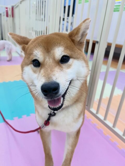 うめちゃん🐶
幼稚園の中を楽しそうに走り回っていました🎶
お手入れも爪切り当てたりする練習頑張っていました🙌
🐾🐶愛犬のお悩みご相談ください🐶🐾
@kenkohmura_official
 ↑フォロー待ってます↑

〒955-0091 新潟県三条市上須頃大割４２８−１
☎︎ 0256-35-2571
✉️ info@kenkohmura.jp
HP: https://kenkohmura.jp
LINE: https://lin.ee/7LIz5sb

#犬幸村 #新潟県 #三条市 #上須頃 #新潟県トリミング 三条市トリミング 上須頃トリミング トリミングサロン 犬の幼稚園 ノーリッチテリア いぬすたぐらむ  ホームセンタームサシ 犬バカ部 犬幸村チャンネル  犬好きな人と繋がりたい ストレス発散 プラッキング レーキング 犬のしつけ トレーニング 爪切り  ハミガキ 柴犬 柴犬かわいい 柴犬だいすき