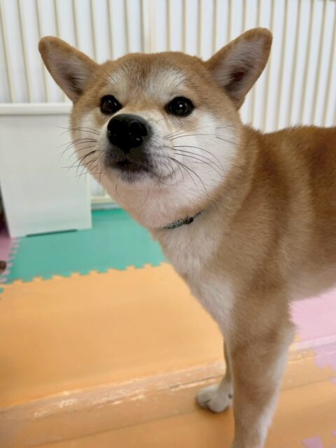 こまちゃん🐶
本日歯磨きトレーニングを開始して4ヶ月河経ちました🦷
歯磨きもだんだんと上手になり、歯の状態もキープできていてすごく良い感じです‼️頑張って継続しましょう✊

園内では、本日も大討論会を開いてみんなと激しく会議をしていました🤭

🐾🐶愛犬のお悩みご相談ください🐶🐾
@kenkohmura_official
 ↑フォロー待ってます↑

〒955-0091 新潟県三条市上須頃大割４２８−１
☎︎ 0256-35-2571
✉️ info@kenkohmura.jp
HP: https://kenkohmura.jp
LINE: https://lin.ee/7LIz5sb

#犬幸村 #新潟県 #三条市 #上須頃 #新潟県トリミング 三条市トリミング 上須頃トリミング トリミングサロン 犬の幼稚園 ノーリッチテリア いぬすたぐらむ  ホームセンタームサシ 犬バカ部 犬幸村チャンネル  犬好きな人と繋がりたい ストレス発散 プラッキング レーキング 犬のしつけ トレーニング 爪切り  ハミガキ 柴犬柴犬可愛い柴犬大好き柴犬倶楽部