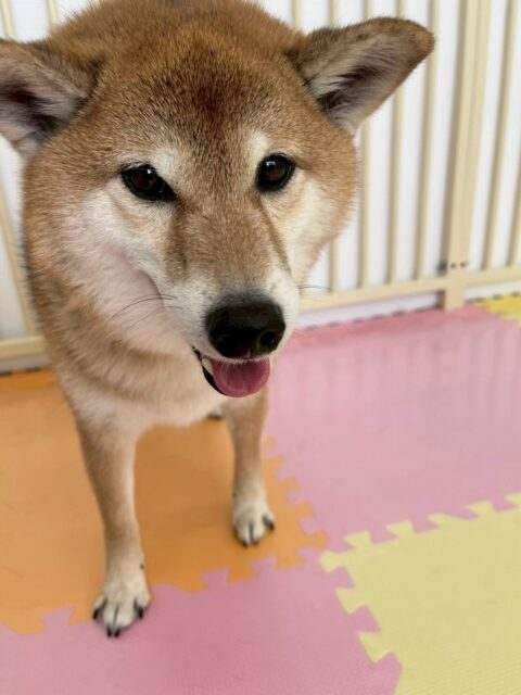 檸檬ちゃん🐶
本日は、きりまるちゃんやププちゃんを追いかけたり、ちょっかいを出されてまてまて〜と楽しそうにおしゃべりをしていました🤭

🐾🐶愛犬のお悩みご相談ください🐶🐾
@kenkohmura_official
 ↑フォロー待ってます↑

〒955-0091 新潟県三条市上須頃大割４２８−１
☎︎ 0256-35-2571
✉️ info@kenkohmura.jp
HP: https://kenkohmura.jp
LINE: https://lin.ee/7LIz5sb

#犬幸村 #新潟県 #三条市 #上須頃 #新潟県トリミング 三条市トリミング 上須頃トリミング トリミングサロン 犬の幼稚園 ノーリッチテリア いぬすたぐらむ  ホームセンタームサシ 犬バカ部 犬幸村チャンネル  犬好きな人と繋がりたい ストレス発散 プラッキング レーキング 犬のしつけ トレーニング 爪切り  ハミガキ 柴犬柴犬可愛い柴犬大好き柴犬倶楽部