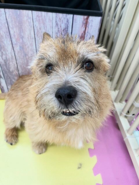 明日木曜日は休園日です🐶
🐾🐶愛犬のお悩みご相談ください🐶🐾
@kenkohmura_official
↑フォロー待ってます↑
〒955-0091 新潟県三条市上須頃大割428−1
☎︎ 0256-35-2571
✉️ info@kenkohmura.jp
HP: https://kenkohmura.jp
LINE: https://lin.ee/7LIz5sb
#犬幸村 #新潟県 #三条市 #上須頃 #新潟県トリミング 三条市トリミング 上須頃トリミング トリミングサロン 犬の幼稚園 ノーリッチテリア いぬすたぐらむ ホームセンタームサシ 犬バカ部 犬幸村チャンネル 犬好きな人と繋がりたい ストレス発散 プラッキング レーキング 犬のしつけ トレーニング 爪切り ハミガキ