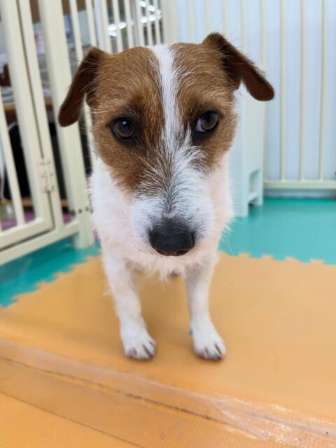 マロンちゃん🐶
のりまきちゃんが気になったみたいで挨拶したりおしゃべりしていました😄
プラッキング上手にさせてくれていました🙌
🐾🐶愛犬のお悩みご相談ください🐶🐾
@kenkohmura_official
 ↑フォロー待ってます↑

〒955-0091 新潟県三条市上須頃大割４２８−１
☎︎ 0256-35-2571
✉️ info@kenkohmura.jp
HP: https://kenkohmura.jp
LINE: https://lin.ee/7LIz5sb

#犬幸村 #新潟県 #三条市 #上須頃 #新潟県トリミング 三条市トリミング 上須頃トリミング トリミングサロン 犬の幼稚園 ノーリッチテリア いぬすたぐらむ  ホームセンタームサシ 犬バカ部 犬幸村チャンネル  犬好きな人と繋がりたい ストレス発散 プラッキング レーキング 犬のしつけ トレーニング 爪切り  ハミガキ ジャックラッセルテリア ジャックラッセルテリア可愛い ジャックラッセルテリアだいすき