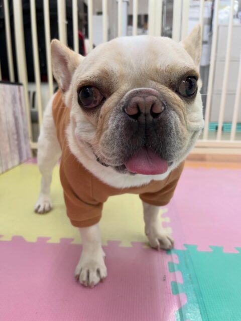 ニコラちゃん🐶
久しぶりの来園でしたがのりまきちゃんと走り回って遊んだり、スタッフに撫でて〜とあまえてきたりしていました😁
🐾🐶愛犬のお悩みご相談ください🐶🐾
@kenkohmura_official
↑フォロー待ってます↑
〒955-0091 新潟県三条市上須頃大割428−1
☎︎ 0256-35-2571
✉️ info@kenkohmura.jp
HP: https://kenkohmura.jp
LINE: https://lin.ee/7LIz5sb
#犬幸村 #新潟県 #三条市 #上須頃 #新潟県トリミング 三条市トリミング 上須頃トリミング トリミングサロン 犬の幼稚園 ノーリッチテリア いぬすたぐらむ ホームセンタームサシ 犬バカ部 犬幸村チャンネル 犬好きな人と繋がりたい ストレス発散 プラッキング レーキング 犬のしつけ トレーニング 爪切り ハミガキ フレンチブルドッグ フレンチブルドッグかわいい フレンチブルドッグだいすき