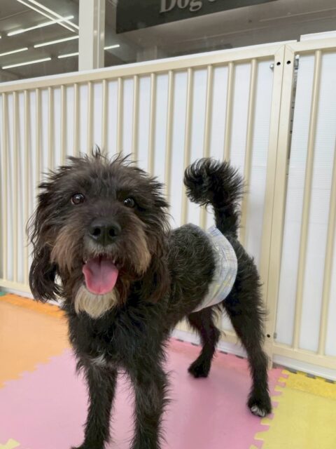 ニッカちゃん🐶
本日は午前中から夕方までコハクちゃんや大吉ちゃん、体験に来てくれた子達と激しく遊び回ったり、ワンプロを楽しんでいました🤭
夕方くらいからはスタッフの膝の上に自ら乗ってきてくれて可愛すぎました😍
🐾🐶愛犬のお悩みご相談ください🐶🐾
@kenkohmura_official
↑フォロー待ってます↑
〒955-0091 新潟県三条市上須頃大割428−1
☎︎ 0256-35-2571
✉️ info@kenkohmura.jp
HP: https://kenkohmura.jp
LINE: https://lin.ee/7LIz5sb
#犬幸村#犬の幼稚園 #吠える、噛む #犬のしつけ #トイレミックスミックス犬ミックス犬可愛いミックス犬大好きミックス犬倶楽部