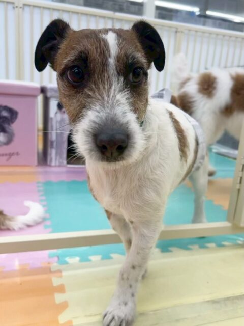 ちゃ六ちゃん🐶
今日は久しぶりの幼稚園でとっても楽しそうにしていました😆
お店のラブラドールちゃんやカノアちゃんと追いかけっこをして遊んでいました✨
久しぶりの歯磨きも頑張ってやらせてくれました👏
🐾🐶愛犬のお悩みご相談ください🐶🐾
@kenkohmura_official
↑フォロー待ってます↑
〒955-0091 新潟県三条市上須頃大割428−1
☎︎ 0256-35-2571
✉️ info@kenkohmura.jp
HP: https://kenkohmura.jp
LINE: https://lin.ee/7LIz5sb
#犬幸村#犬の幼稚園 #吠える、噛む #犬のしつけ #トイレ ジャックラッセルテリア ジャックラッセル ジャックラッセルかわいい